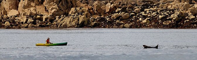 Kayak face à un Phoque à Bréhat Kayak face à un Phoque à Bréhat