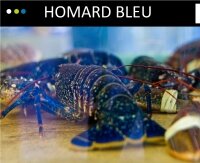 Le homard bleu de Loguivy Le homard bleu de Loguivy